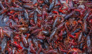 红虾怎么做好吃,蒜蓉阿根廷红虾的家常做法